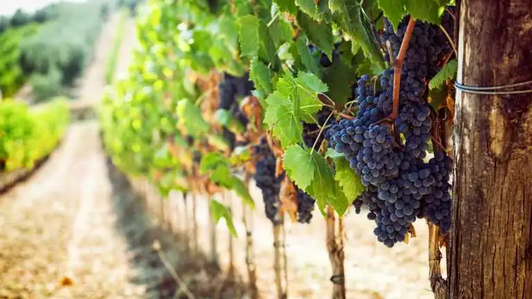 Terroir and Variety: The Essence of Wine Flavor