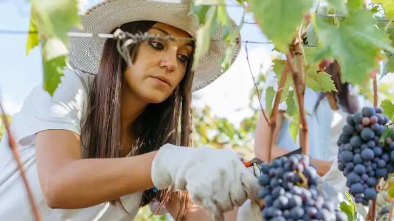 A Influência das Mulheres na Vinicultura