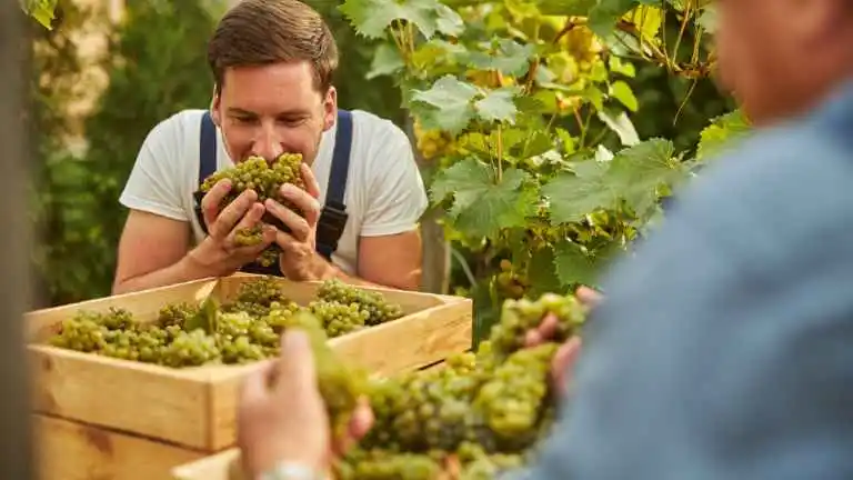 Uva Riesling: Segredos e Rótulos de Vinho