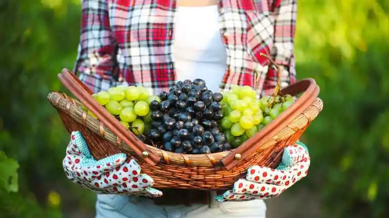 Uvas Tintas e Brancas: Conheça as Principais Diferenças no Vinho