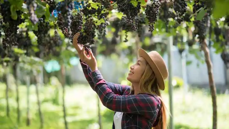 Vale dos Vinhedos: Roteiro Completo para Amantes de Vinho